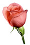 uploads/raznoe/rose.jpg uploads/raznoe/rose.jpg